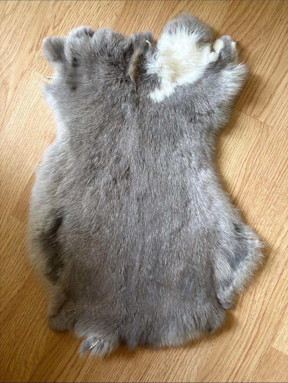 B0131 rabbit pelt